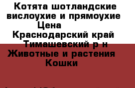 Котята шотландские вислоухие и прямоухие › Цена ­ 5 000 - Краснодарский край, Тимашевский р-н Животные и растения » Кошки   